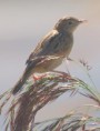 /album/photo-gallery-photogallery/zitting-cisticola-laguna-de-fuente-de-piedra-jpg/
